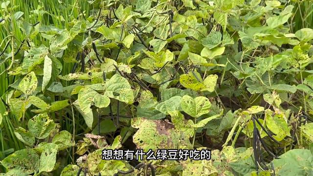 前几天还穿着大棉袄冻得发抖，回到热带满眼瓜果蔬菜太养眼了 смотреть онлайн