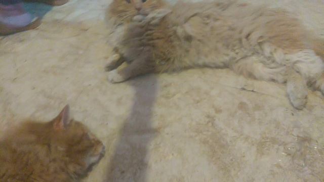 Кот в пал в детство♥ [Кис-кис] смотреть онлайн