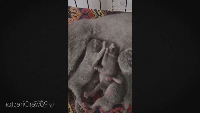 Самые горячие видео в интернете ♥ забавные животные moments забавные моменты собак, кошек, животных смотреть онлайн