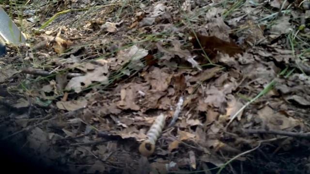 Муравьи едят гусеницу. смотреть онлайн