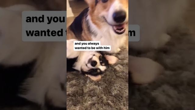 ￼ My Corgi was the easiest puppy I’ve ever raised #corgi #dogs #shorts смотреть онлайн
