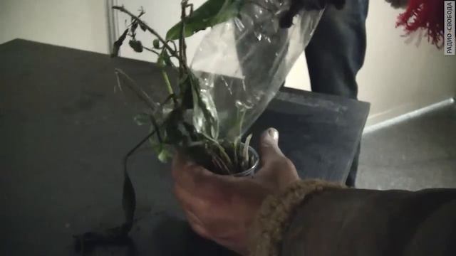Леонид и цветок смотреть онлайн