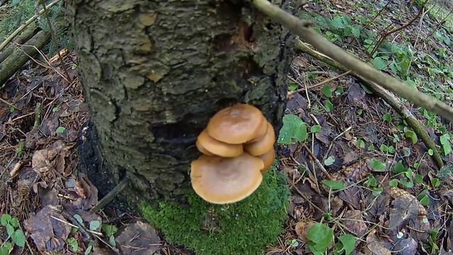 Грибы лисички в январе. Подмосковье. смотреть онлайн