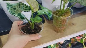 Обзор Сингониумов ?