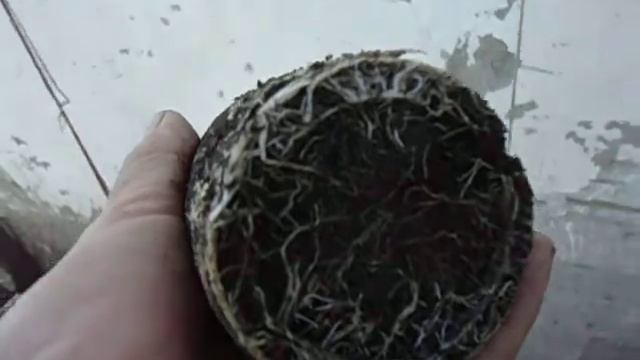 КАК ВЫГЛЯДИТ РАССАДА БАКЛАЖАН ПРИ ВЫСАДКЕ В ГРУНТ. Видео Ольги Черновой 22 мая смотреть онлайн