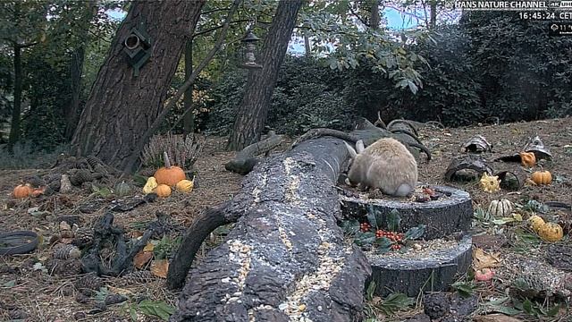 Зайка убежал не до ужинав #Камера в лесном массиве Де Мортель. Нидерланды смотреть онлайн