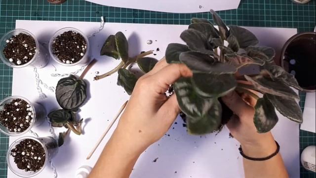 ЕК ЧЕРНАЯ ЖЕМЧУЖИНА Удаление Пасынков смотреть онлайн