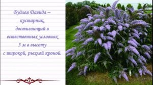 БУДДЛЕЯ ДАВИДА. ШИКАРНЫЙ КУСТ ДЛЯ ВАШЕГО САДА.