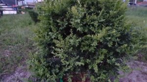 Пересадить взрослый самшит