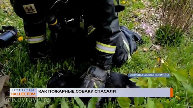 Как пожарные собаку спасали смотреть онлайн