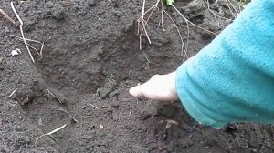 как правильно посадить чернику