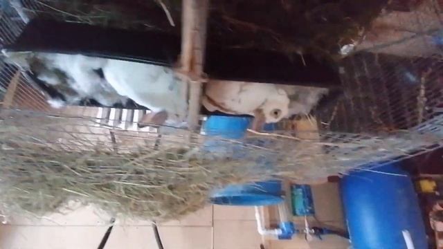 КРОЛИКИ В ВОЛЬЕРЕ, КРОЛЬЧИХА В МАТОЧНИКЕ, НУЖНА ПЕРЕГОРОДКА,