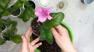 Пересадка Стрептокарпусов, выбираем грунт для стрептокарпусов правильно