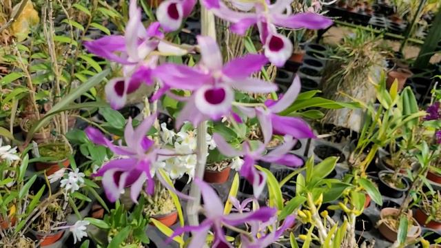 Dendrobium lituiflorum смотреть онлайн