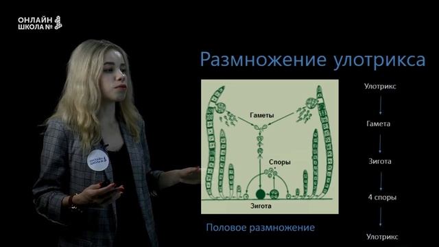 Размножение споровых растений. Урок 23. Биология 6 класс смотреть онлайн