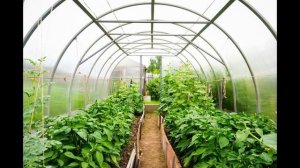 Как расположить грядки в теплице 3х4 м