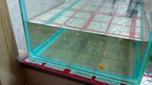 Крапчатый сомик продолжает нереститься.