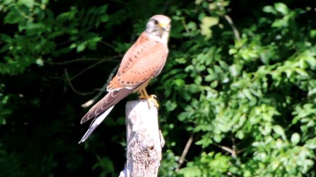 BELATZ GORRI DONE TOMASEN / Falco tinnunculus _2019.05.30_ (Cernícalo en Santo Tomás_) _ ZAMUDIO_ смотреть онлайн