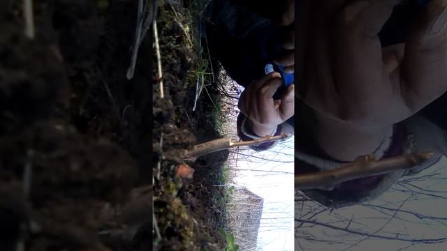 Прививка абрикоса на сливу смотреть онлайн