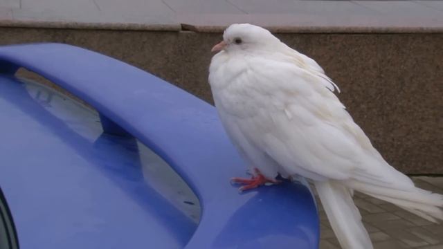 Свадебные голуби пригрелись на машине. смотреть онлайн