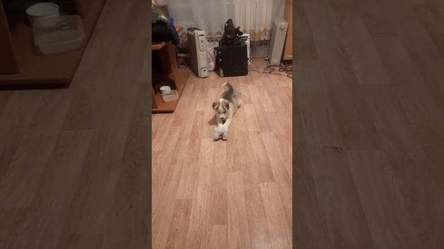 Злая собака ест зайца))) смотреть онлайн