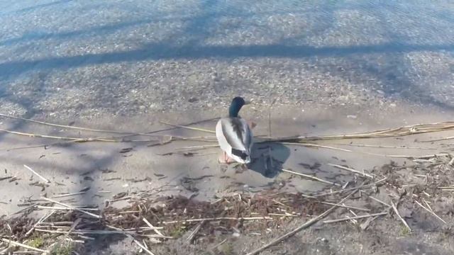 Утренний Каунас и Тракайский замок смотреть онлайн