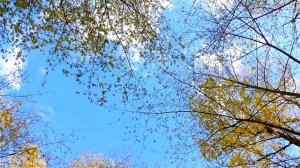 Пение Птиц. Весеннее Пение Птиц в Парке. Птицы Поют. Голоса Птиц. Пение Птиц Весной. Птицы Слушать