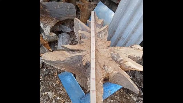 Пеньки дубовые