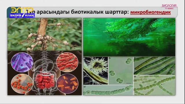 11-класс | Биология | Чөйрөнүн биоталык шарттары. Жаныбарлардын жүрүм турумдары. смотреть онлайн