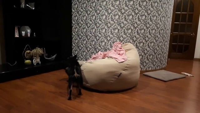 ВСЛ. Восточно сибирская лайка.