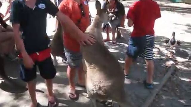 Австралия. Посещение уникального парка-заповедника в Порт Дугласе «Wildlife Habitat». смотреть онлайн