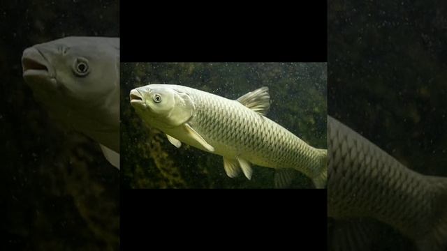 Все что нужно знать об Амуре