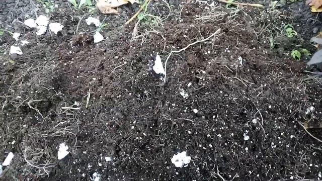 Черенкуємо Іпомею Батат і Колеуси