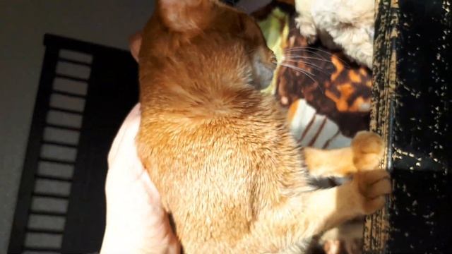 Оцикет, окрас циннамон тиккированный смотреть онлайн