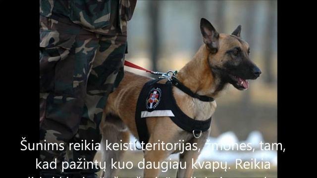 Kinologas смотреть онлайн