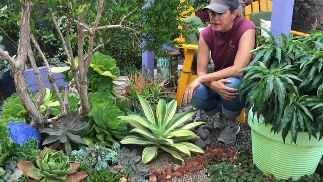 Succulent Tip Of The Day Agave Variegata