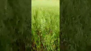 Овёс молочной спелости