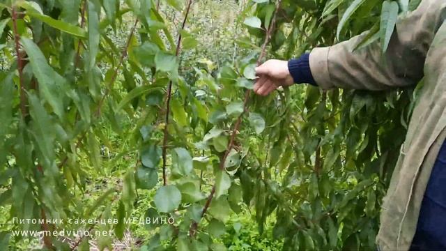 Мои саженцы персика и нектарина смотреть онлайн