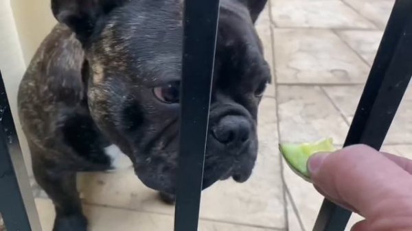 VSD Metal Melt Down - Dumpster Diving Huge Haul 7KG+  ASMR Metal Melting - BigStackD Casting