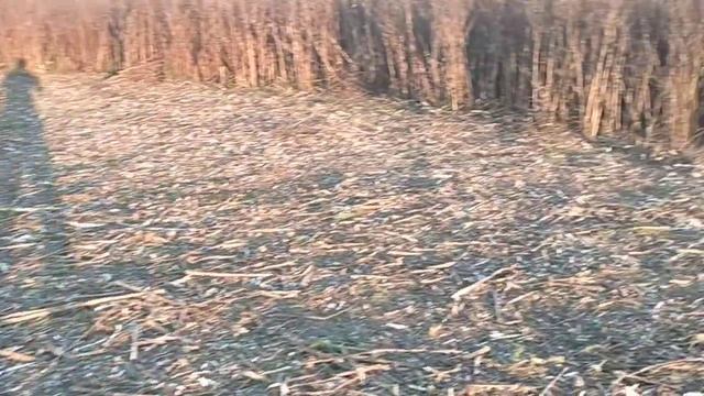 Покос для начальника поселка.