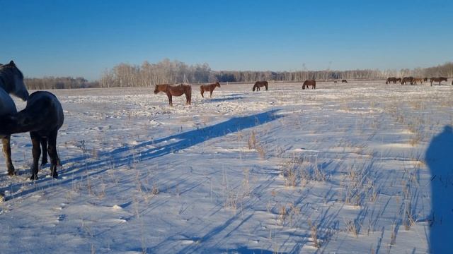 Лошади в -30⁰С мороз. Камера замёрзла смотреть онлайн