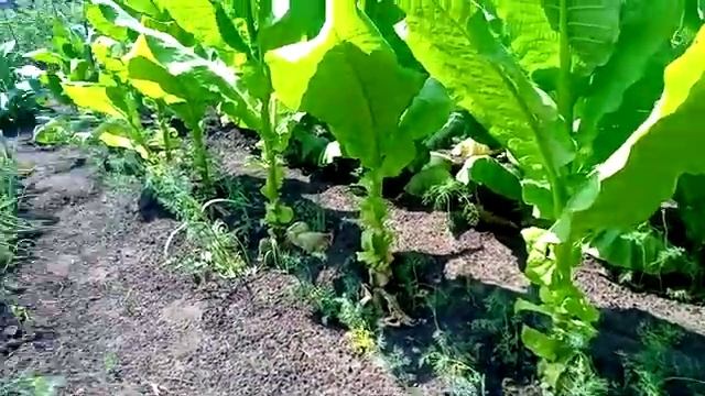 ТАБАК, Сбор урожая или что это? смотреть онлайн