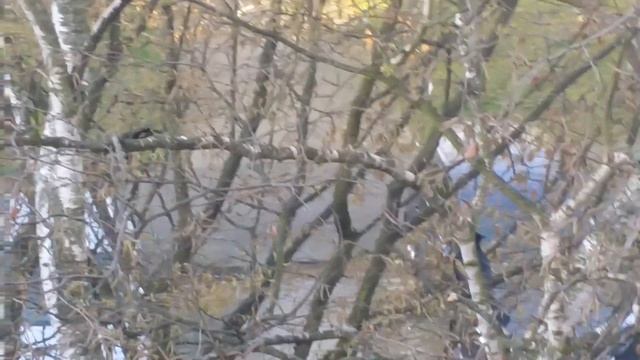 Сороки защищают гнездо от ворон . смотреть онлайн