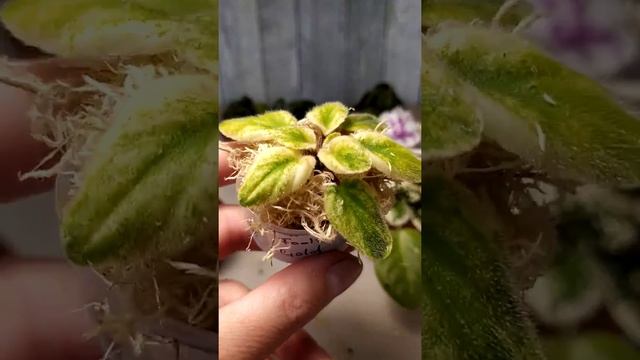 Рассаживаем пасынки миниатюрных фиалок, часть 1 смотреть онлайн