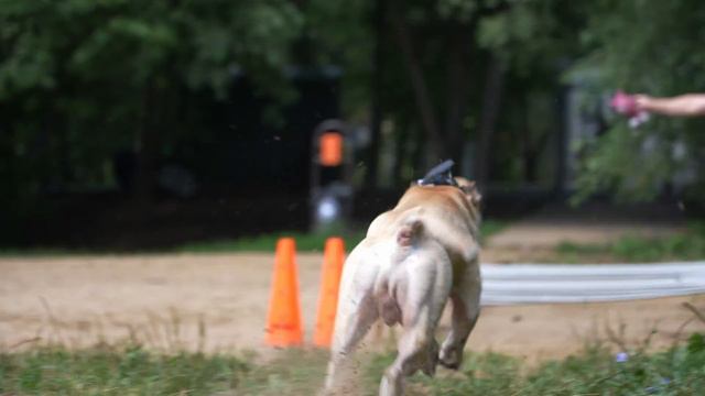 APBT Ледяной Буран (Ice Blizzard). Pitbull Show DOGWILLE 2021. смотреть онлайн