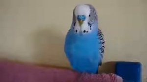 Говорящий попугай кеша говорит смешно и красиво 2017 (все видео)