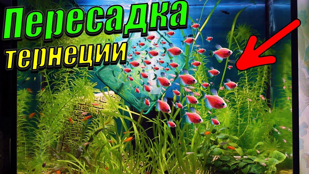 Пересадка тернеций и данио в аквариум побольше! Стрелка эхинодоруса убежала из аквариума! смотреть онлайн