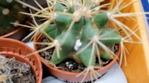 Мучнистый червец (Pseudococcidae) на кактусах в московском магазине Ашан. Ноябрь 2022.