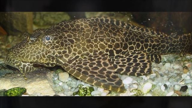 Pleco Care And Information Hypostomus Plecostomus - Common Pleco