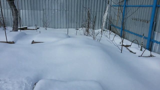 Зимовка юкки, инжира и персика. смотреть онлайн